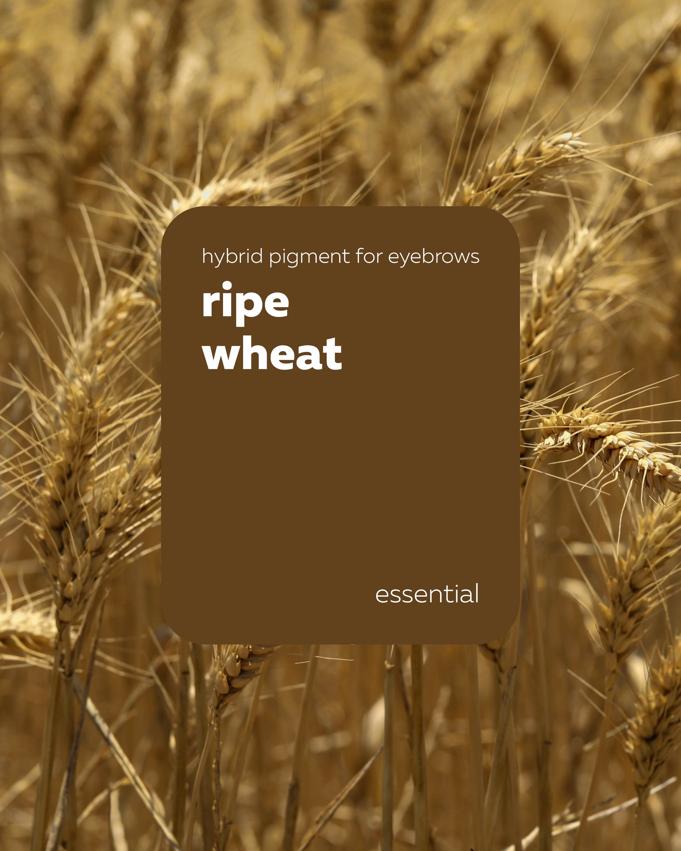 Pigmento Brovi Essential | Ripe Wheat